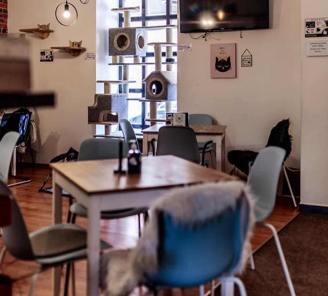 Cat Caffe Zagreb "Where cats are always right" owners, not cats